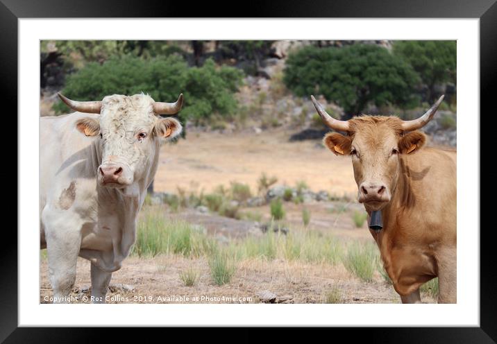 Alentejo Cattle Framed Mounted Print by Roz Collins