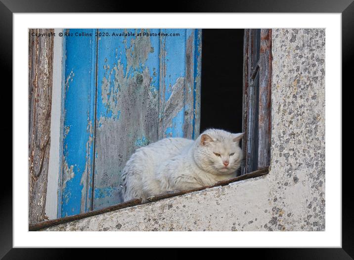 A White Cat in Marvao, Portugal Framed Mounted Print by Roz Collins