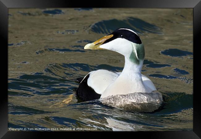 Majestic Common Eider Duck Framed Print by Tom McPherson