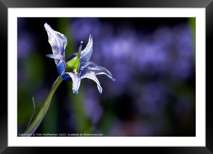 Enchanting Bluebells Framed Mounted Print by Tom McPherson