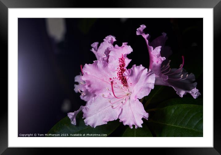 Blooming Rhododendron Framed Mounted Print by Tom McPherson