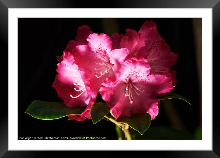 Elegant Mauve Rhododendron Framed Mounted Print by Tom McPherson