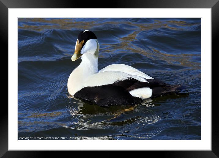 Graceful Eider Ducks Framed Mounted Print by Tom McPherson