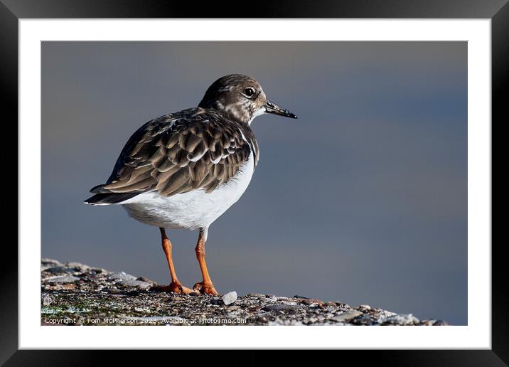 Ruddy Turnstone Framed Mounted Print by Tom McPherson