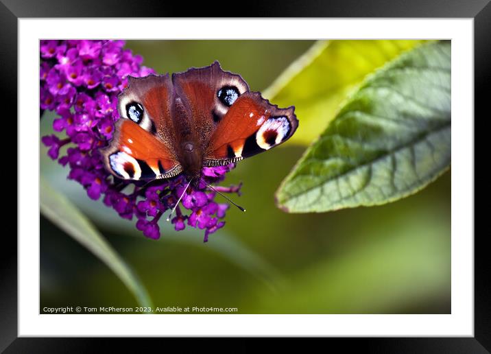 Vibrant Peacock Butterfly Framed Mounted Print by Tom McPherson