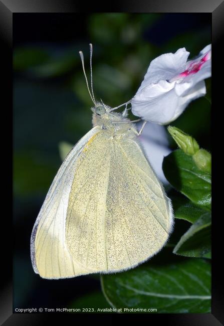 Cabbage White Framed Print by Tom McPherson