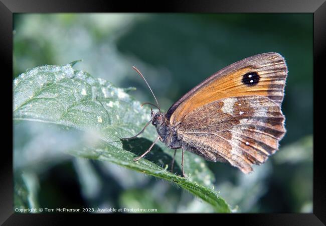 Serene Beauty: A Butterfly's Tranquil Moment Framed Print by Tom McPherson
