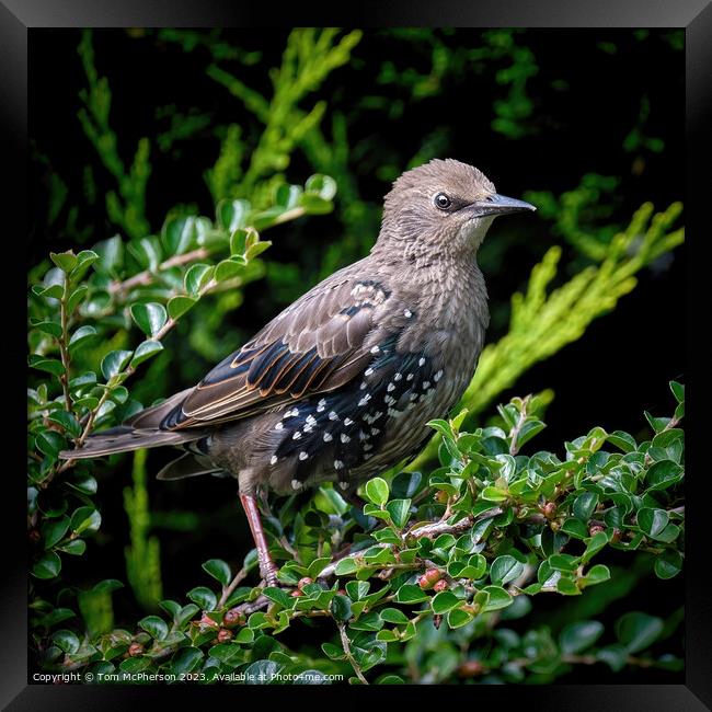 Delicate Young Starling Framed Print by Tom McPherson