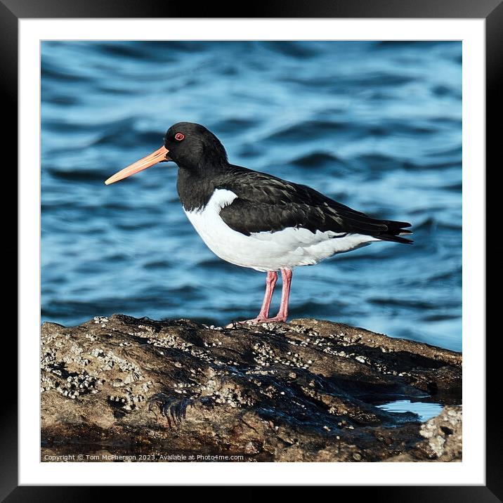Oystercatcher: The Graceful Aquatic Bird Framed Mounted Print by Tom McPherson