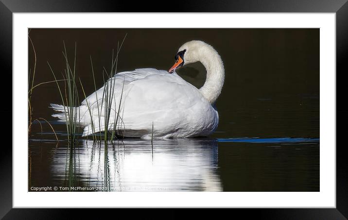 Graceful Swan Gliding on Tranquil Loch of Blairs Framed Mounted Print by Tom McPherson