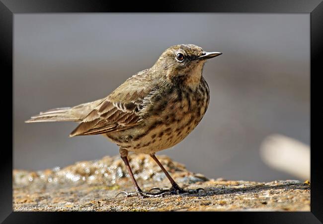 Rugged Rock Pipit Framed Print by Tom McPherson