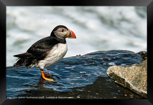 The Comical Atlantic Puffin Framed Print by Tom McPherson