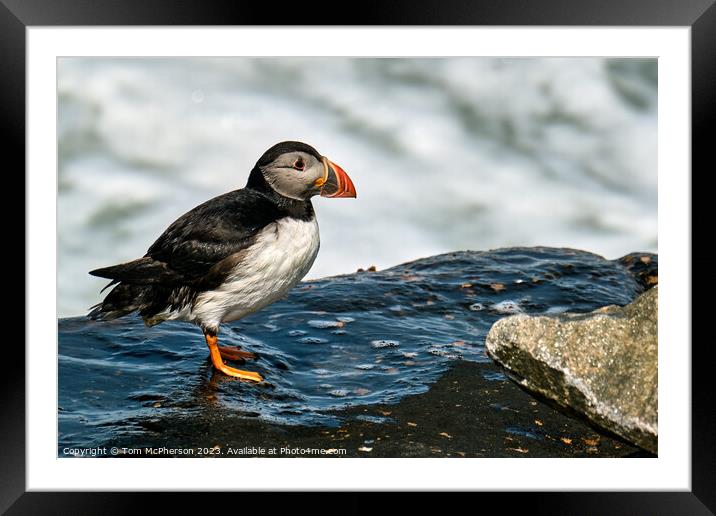 The Comical Atlantic Puffin Framed Mounted Print by Tom McPherson