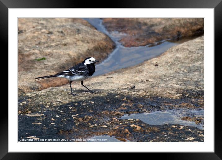  Pied Wagtail at Burghead Back-Shore Framed Mounted Print by Tom McPherson