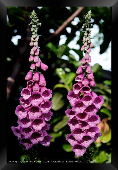 Enchanting Foxgloves Under the Spell of Nature Framed Print by Tom McPherson
