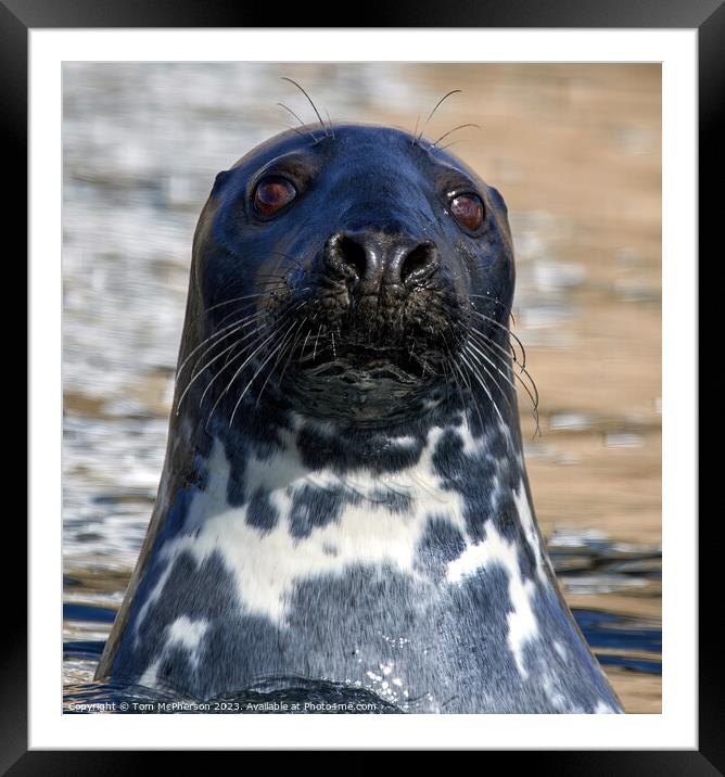 Serene Grey Seal in Burghead Harbour Framed Mounted Print by Tom McPherson