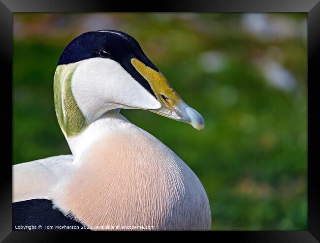 Vibrant Close-Up of a Common Eider Duck Framed Print by Tom McPherson