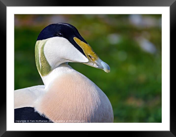 Vibrant Close-Up of a Common Eider Duck Framed Mounted Print by Tom McPherson