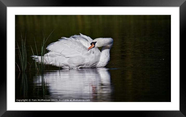 Graceful Swan Framed Mounted Print by Tom McPherson