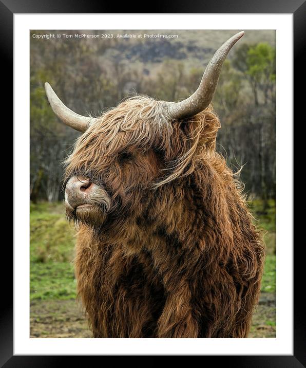Quirky Highland Cow Stares into the Camera Framed Mounted Print by Tom McPherson