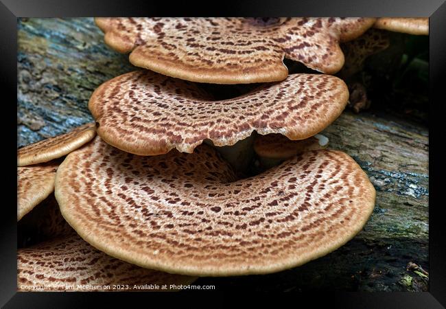 The Edible Hat Dryads Saddle Framed Print by Tom McPherson