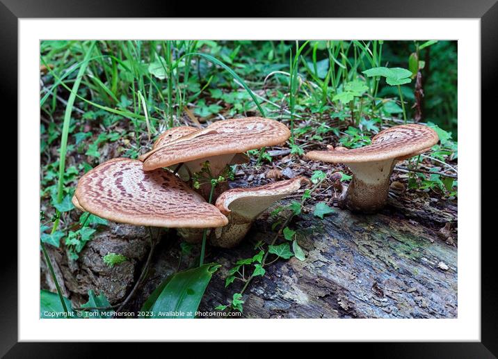 The Mythical Mushroom, The Dryads Saddle Framed Mounted Print by Tom McPherson