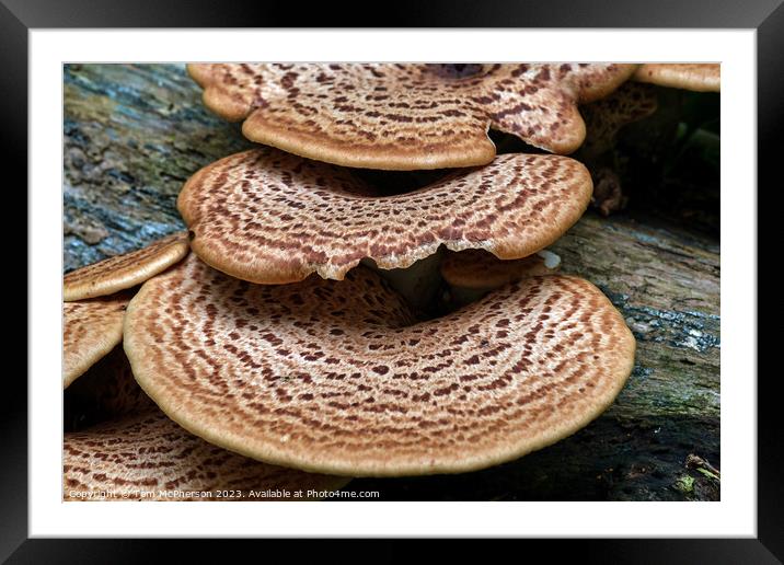 Dryads Saddle Mushroom Framed Mounted Print by Tom McPherson