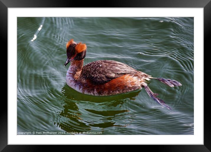 Serene Slavonian Grebe Gliding through Burghead Ha Framed Mounted Print by Tom McPherson