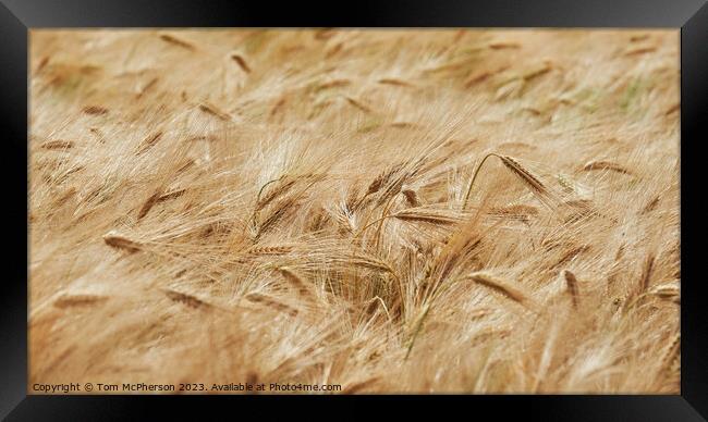 "Whispering Symphony of Golden Wheat" Framed Print by Tom McPherson