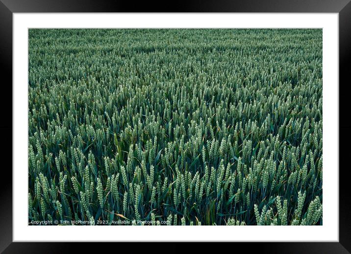 "Whispers of the Golden Harvest" Framed Mounted Print by Tom McPherson