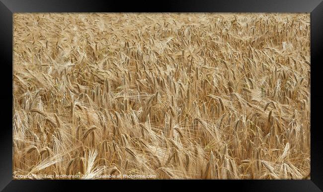 "Whispering Whispers: Glimpses of Golden Wheat" Framed Print by Tom McPherson