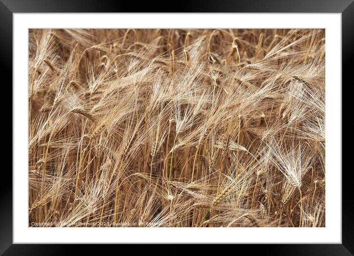 "Glowing Golden Wheat: An Ethereal Coastal Study" Framed Mounted Print by Tom McPherson