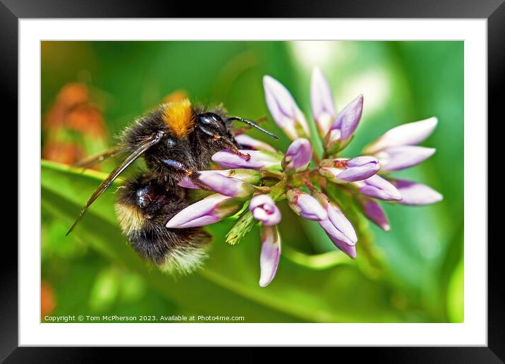 "Nature's Dance: A Captivating Perspective of a Be Framed Mounted Print by Tom McPherson