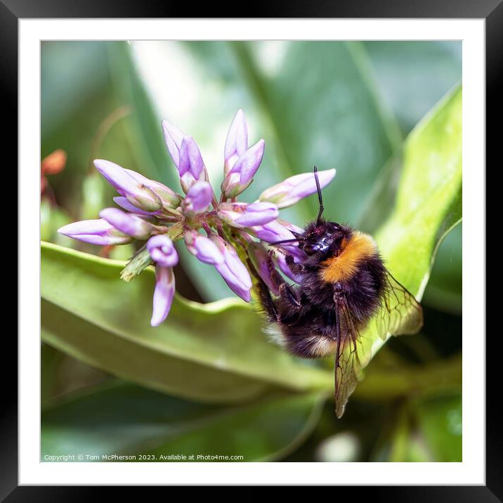 Delicate Dance of Nature's Pollinators Framed Mounted Print by Tom McPherson