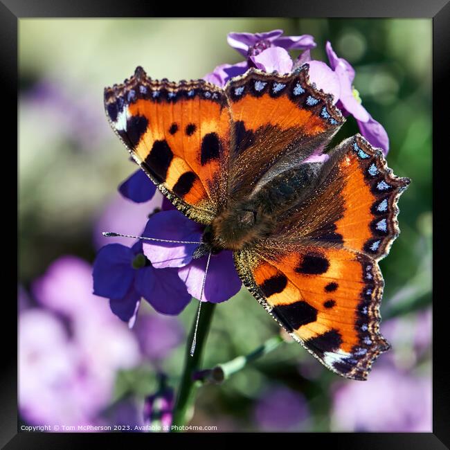 The Enchanting Small Tortoiseshell Butterfly Framed Print by Tom McPherson