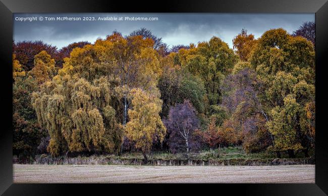 "Autumn's Splendor: A Tapestry of Nature" Framed Print by Tom McPherson
