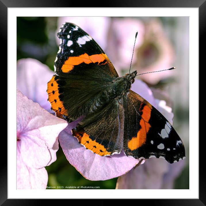 The Enchanting Dance of the Small Tortoiseshell Framed Mounted Print by Tom McPherson