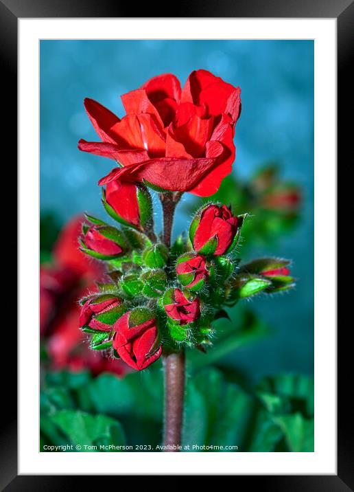 Enchanting Elegance: The Peony Rose Framed Mounted Print by Tom McPherson