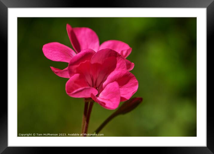 Graceful Geranium: A Delicate Dance of Colour Framed Mounted Print by Tom McPherson