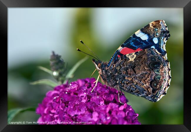 "Eyespots of the Peacock Butterfly: Nature's Bewil Framed Print by Tom McPherson
