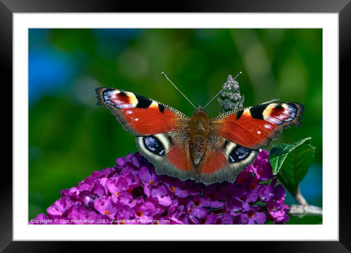 The Bewitching Elegance of the Peacock Butterfly Framed Mounted Print by Tom McPherson