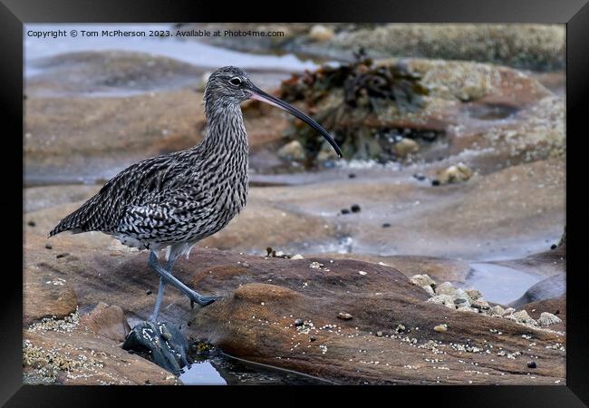 "Elegance on the Rocky Shore" Framed Print by Tom McPherson