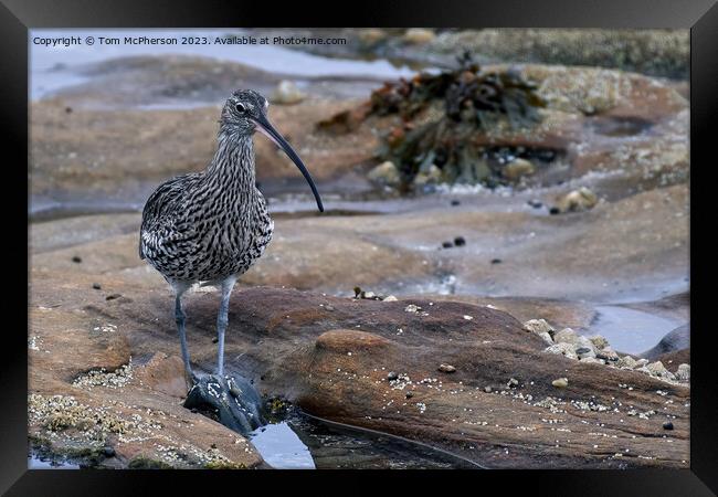 Graceful Curlew in Tranquil Rock Pool Framed Print by Tom McPherson