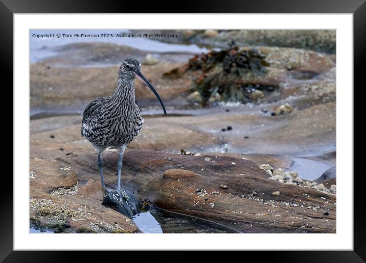 Graceful Curlew in Tranquil Rock Pool Framed Mounted Print by Tom McPherson