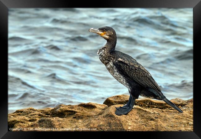 Graceful Cormorant Perched on Rocky Outcrop Framed Print by Tom McPherson