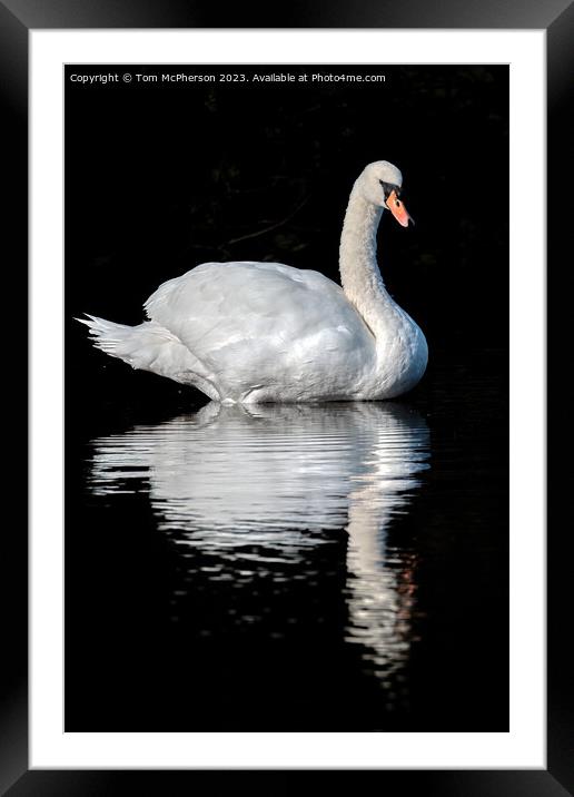 Graceful Swan Gliding Through Serene Waters Framed Mounted Print by Tom McPherson