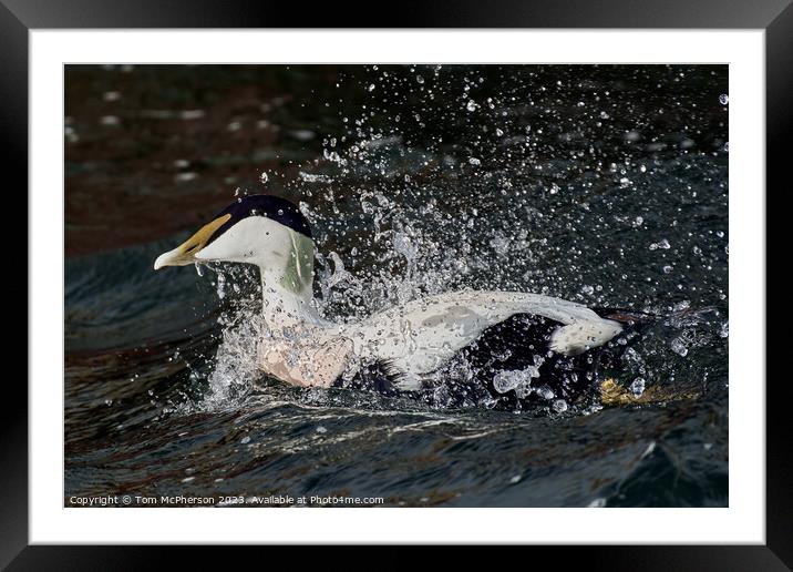 "Coastal Symphony: The Exquisite Common Eider Duck Framed Mounted Print by Tom McPherson