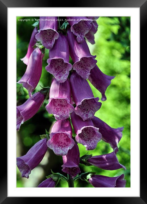 Enchanting Elegance: The Captivating Foxglove  Framed Mounted Print by Tom McPherson