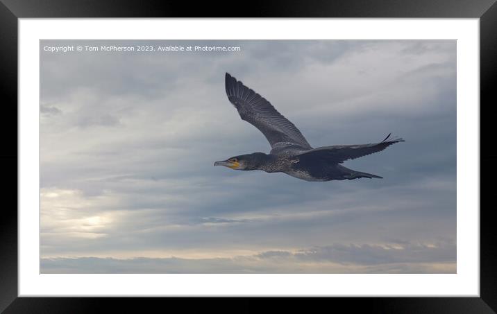 "Graceful Cormorant in Soaring Flight" Framed Mounted Print by Tom McPherson