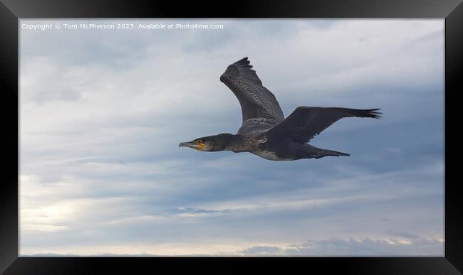 Graceful Cormorant Soars through the Sky Framed Print by Tom McPherson